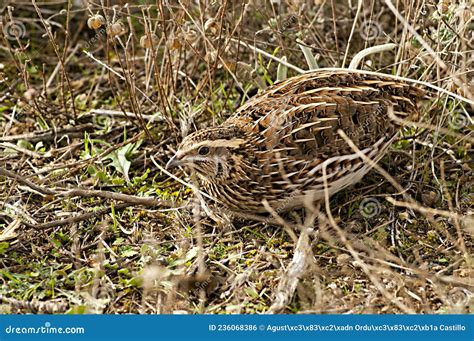 Coturnix Coturnix The Common Quail Is A Species Of Galliform Bird In