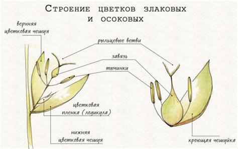 Семейство Злаки – плод, цветок, культурные растения (6 класс)