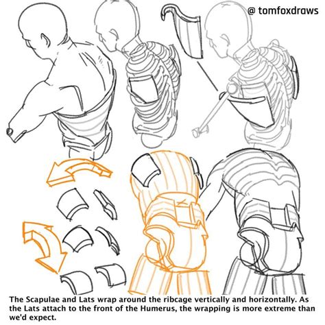 Tomfoxdraws On Twitter Figure Drawing Reference Drawing Reference