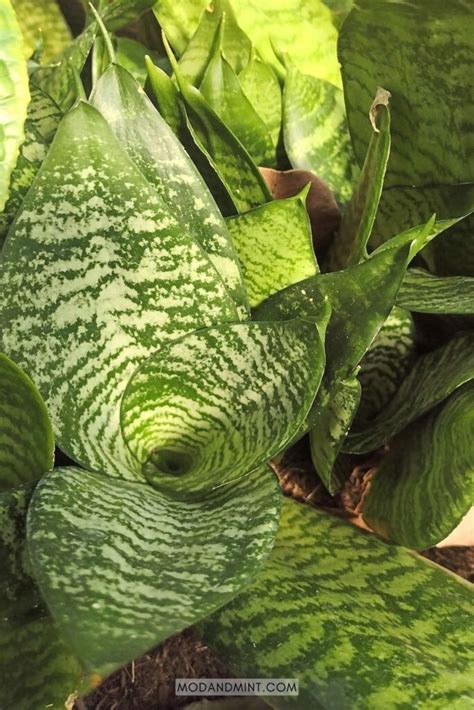 Bird's Nest Snake Plant Care - How to Grow a Sansevieria Hahnii