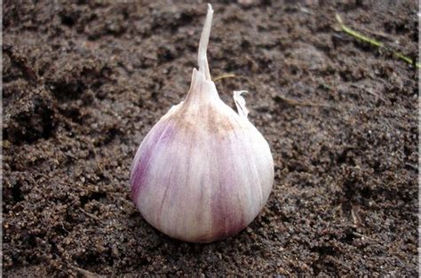 Летний чеснок, посадка, выращивание и уход — летний чеснок когда сажать ...