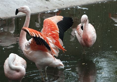 Pink Flamingos Free Stock Photo - Public Domain Pictures