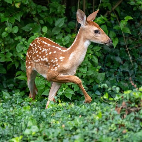 Interesting Facts About White Tail Deer Covenant Wildlife