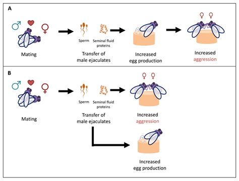 Sperm And Sex Peptide Stimulate Aggression In Female Drosophila Abstract Europe Pmc