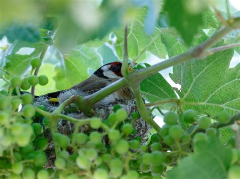 Female European Goldfinches A Complete Guide Birdfact