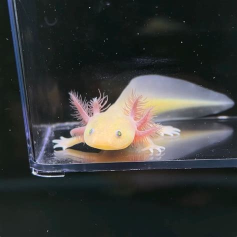 GFP Copper Melanoid Axolotl | Axolotls For Sale | Axolotl Planet