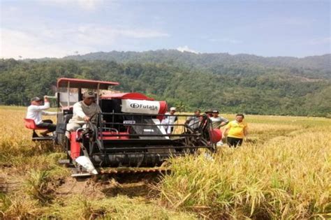 Panen Padi Dan Metodenya Di Pertanian Indonesia Fakultas Pertanian