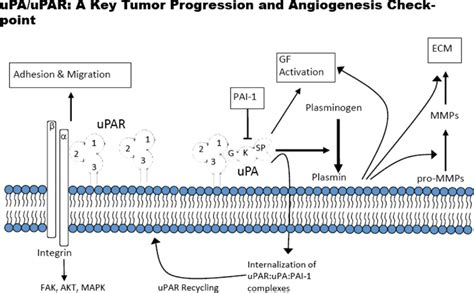 UPAR Dependent Pathways Extracellular Proteolytic And Intracellular