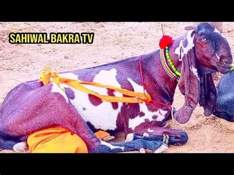 Sahiwal Bakra Mandi Update Pure Amritsari Beetal Females And Big Size