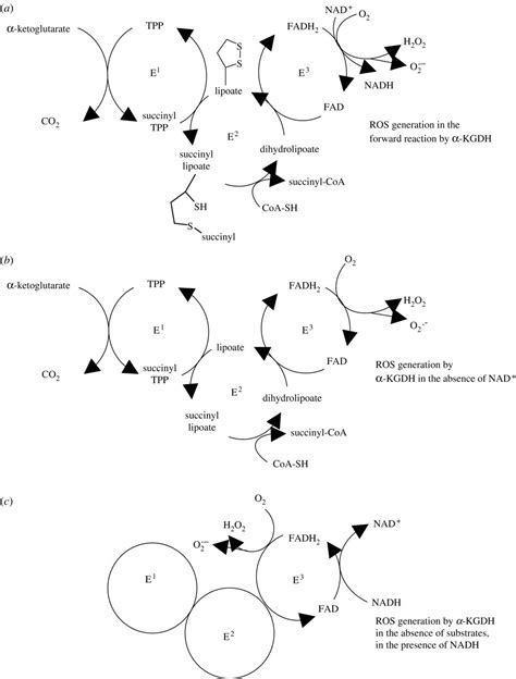 Alpha Ketoglutarate Dehydrogenase