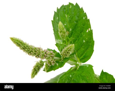 Herb Plant Mint Bloom And Leafs Isolated On White Background Natural