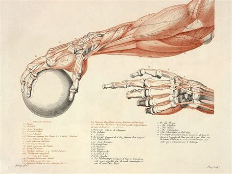 Descarga gratis | corazones de anatomía, Fondo de pantalla HD ...