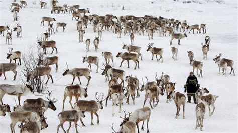 Computer Vision-Infused Drones Reveal Caribou Migration Patterns