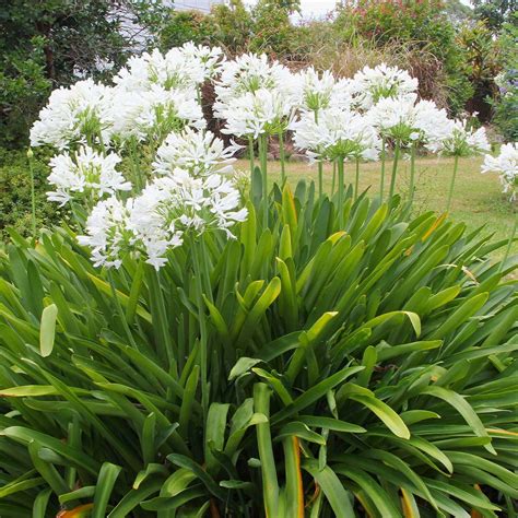 White Lily of the Niles for Sale | BrighterBlooms.com