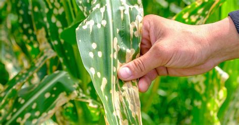 Why Your Corn Leaves Are Turning Yellow The Garden Magazine