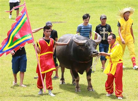 Vietnam Water Buffalo Fighting Festival