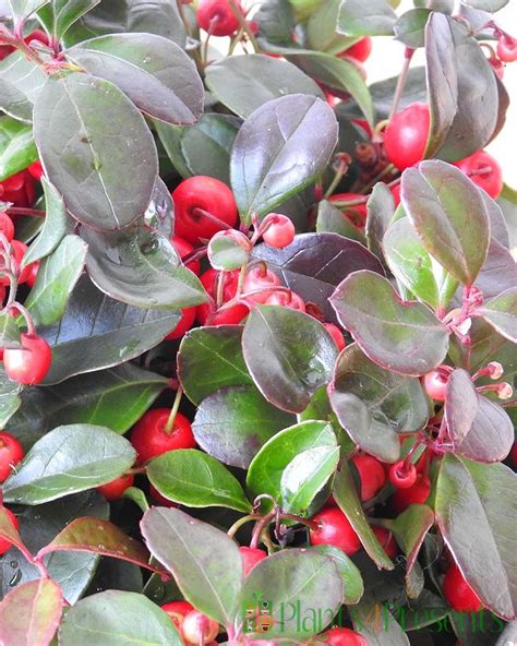 Partridge Berry Plants | Gifts for winter gardens or Christmas