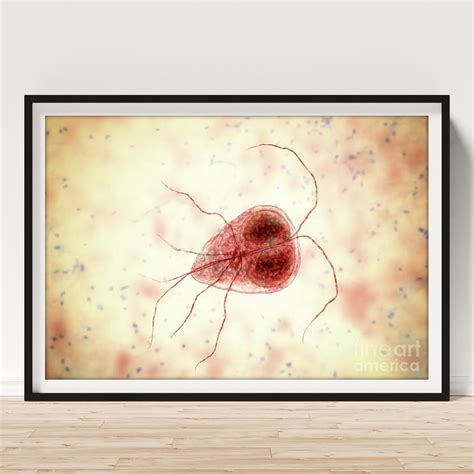 Giardia Lamblia Parasite Poster By Kateryna Konscience Photo Library Science Photo Gallery