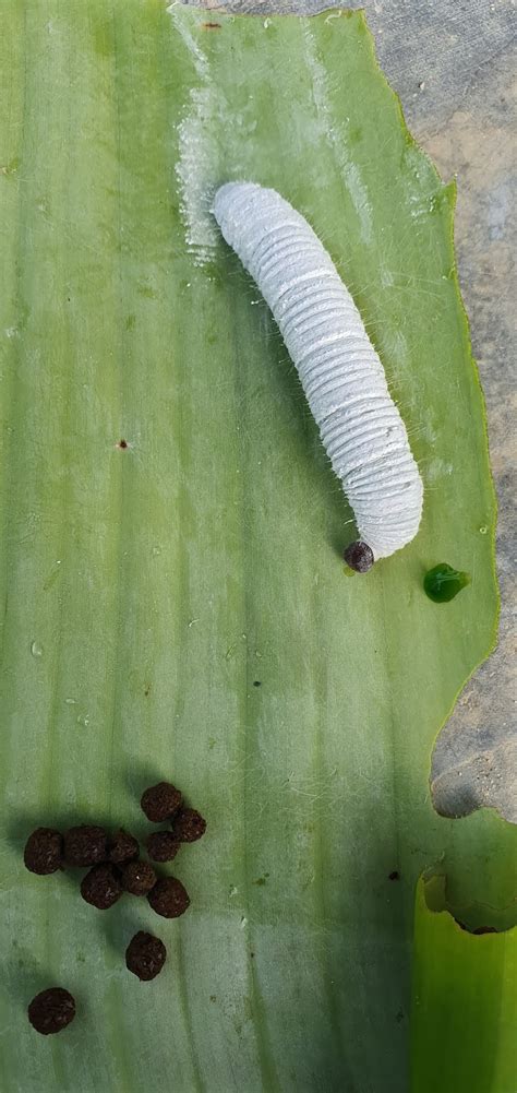 Warisan Petani Ulat Gulung Daun Pisang