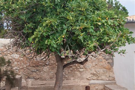 A Figueira Da Fruto Antes Das Folhas Retoedu