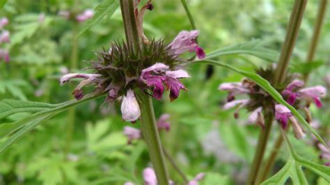 Benefits of Motherwort