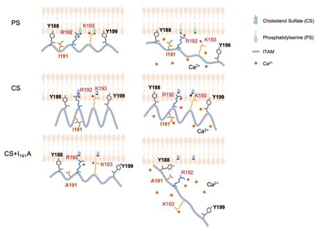 Cancer Immunol Res上海市免疫学研究所王锋团队解析tcr复合体信号机制，开发增强型tcr T免疫治疗新策略 上海市免疫学研究所