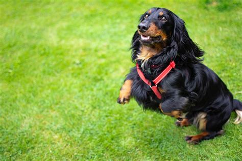 Como Fazer Pasta De Dente Para Cachorro Ecycle