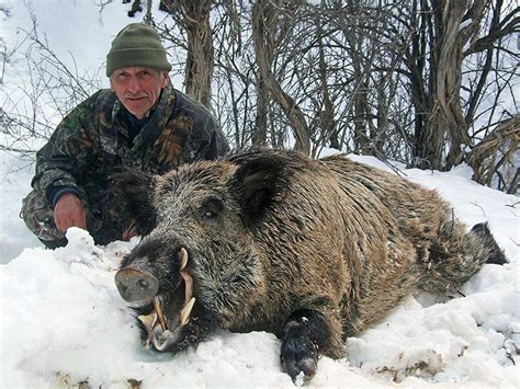 Wild Boar Hunting In Tajikistan ProfiHunt ProfiHunt