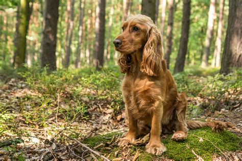 Cocker Spaniel Inglese: origini, prezzo, caratteristiche e allevamenti ...