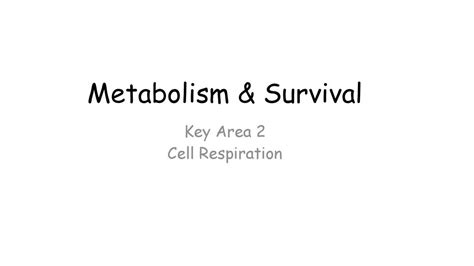 Key Area 2 Cell Respiration Ppt Download