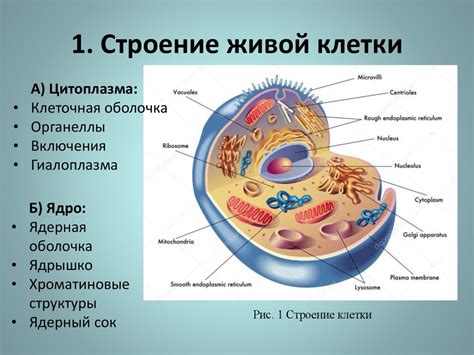 Строение живой клетки, химический состав и физико-химические свойства ...