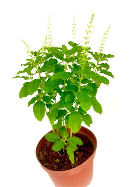 Holy Basil In Malay Joe King