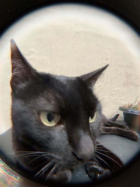 Black Cat Fisheye Lens In Fish Eye Lens Cute Cats Cats