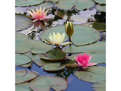 Yellow Water Lily Nymphaea Marliacea Chromatella