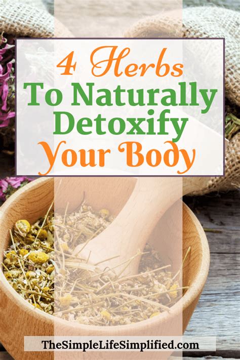 How To Detoxify Your Body Naturally With Herbs The Simple Life