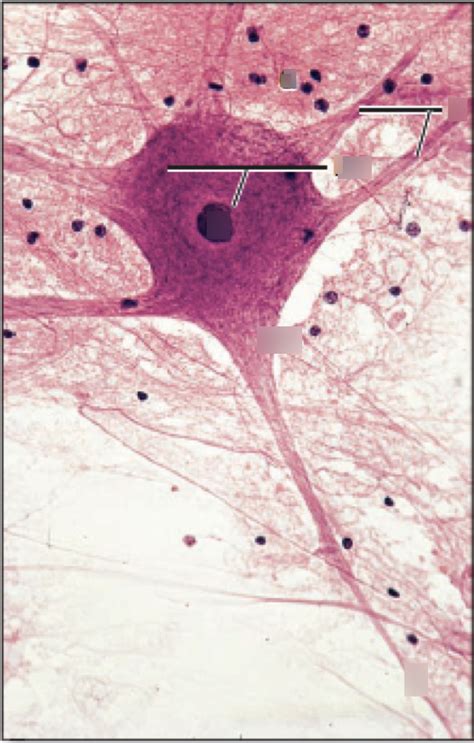 Lab Quiz 1 Histology 1 Diagram Quizlet