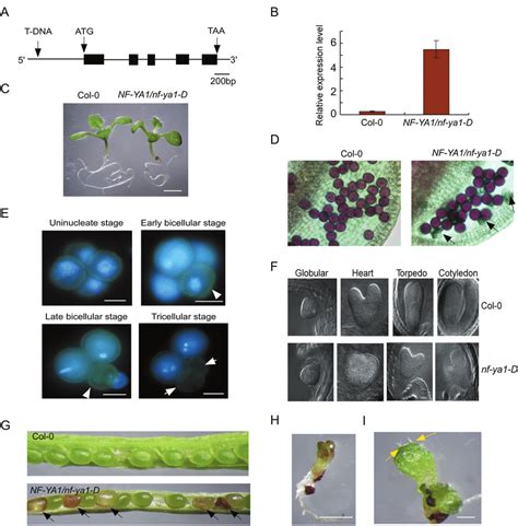 The nf-ya1-D Mutant Phenotype. (A) Schematic diagram of the T-DNA ... 