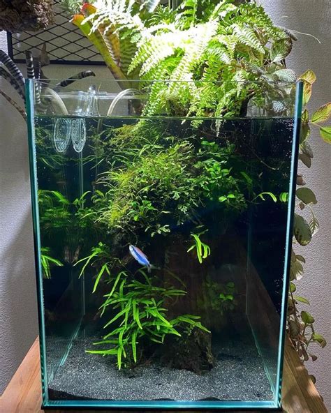 Planted Pro Aquascaping On Instagram An Ocean Of Inspiration In