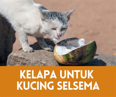 Cara Merawat Sakit Mata Pada Kucing Eintan Nurfuzie Lifestyle Kalau