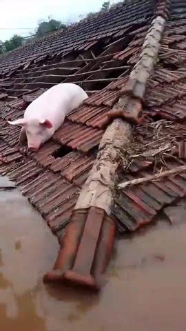 VÍDEO porcos tentam se proteger de inundação no Rio Grande do Sul