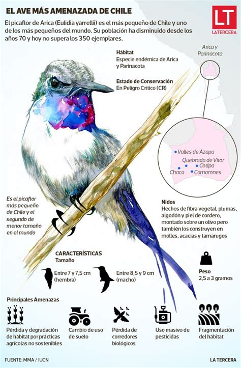 Picaflor De Arica Hallazgo De Una Nueva Nidada Da Esperanza Al Ave M S