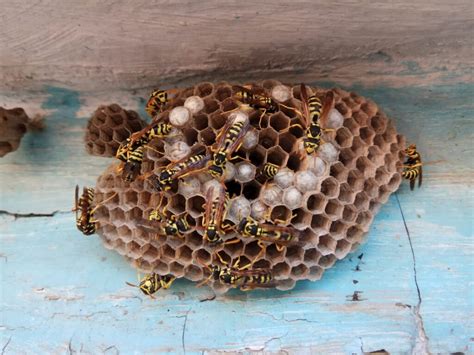 How To Get Rid Of Wasps And Hornets Catseye