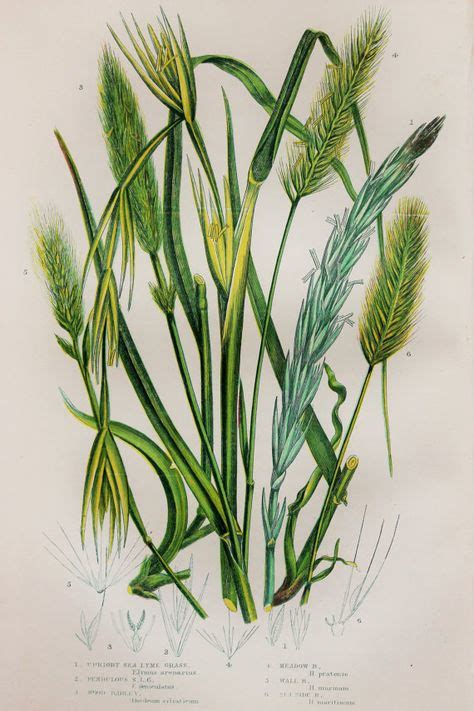 Rye Oat And Barley Cereal Grain Food Chart Botanical Lithograph Illustration For Your Vintage