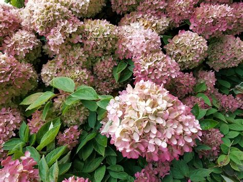 Hydrangea paniculata pielęgnacja uprawa odmiany charakterystyka