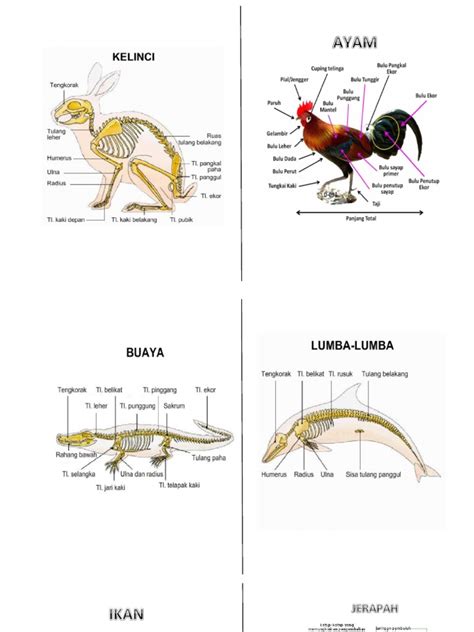 Detail Gambar Rangka Hewan Koleksi Nomer 24