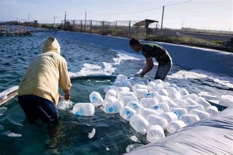 The Way Of Cultivate Traditional Plus For Vannamei Shrimp