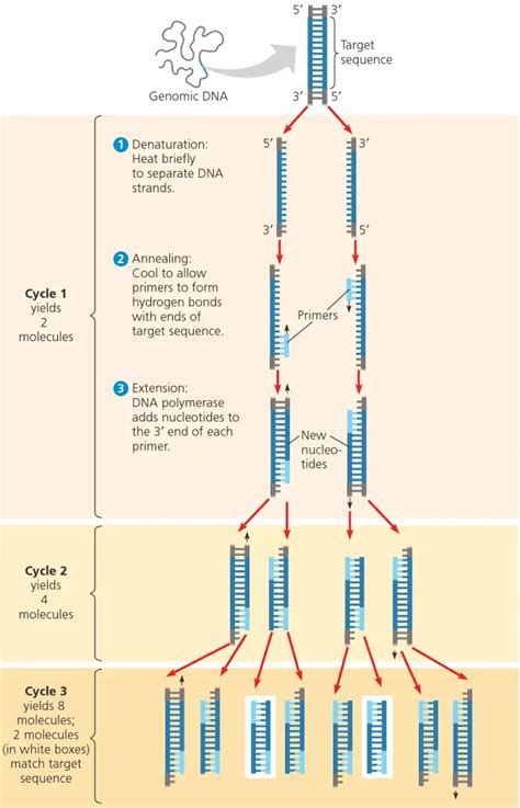 Polymerase Chain Reaction Pcr Principle Procedure Components