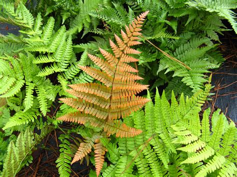 Autumn Fern Frond Gardening In The Panhandle