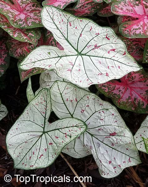 Caladium Bicolor Caladium Fancy Leaved Caladium