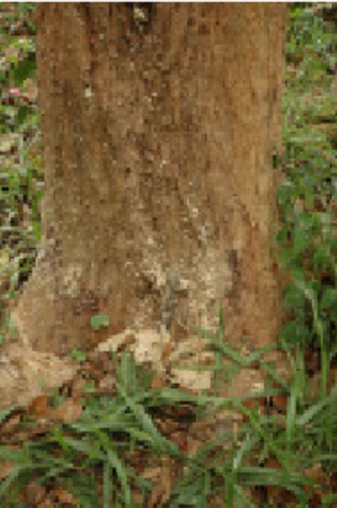 Fine Dust Of Frass At The Base Of The Infested Tree Download Scientific Diagram